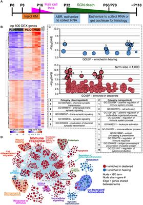 Spiral ganglion neuron degeneration in aminoglycoside-deafened rats involves innate and adaptive immune responses not requiring complement